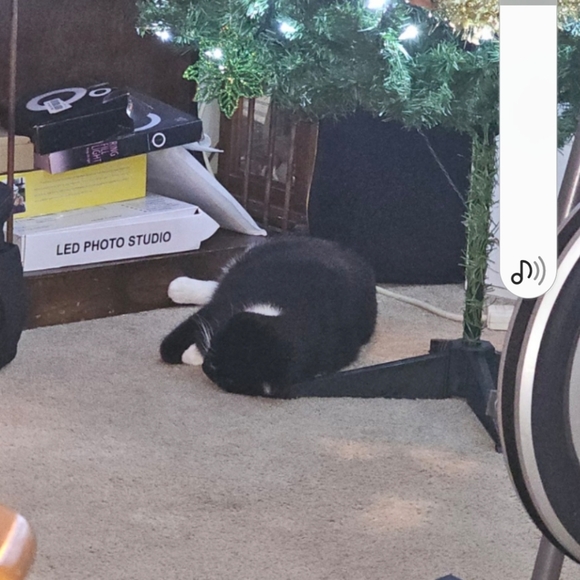 Come join me for a live show. 💜❤️. Come join the fun. - Picture 13 of 16